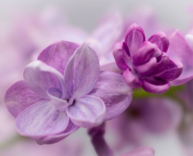 Flor de lilás em close